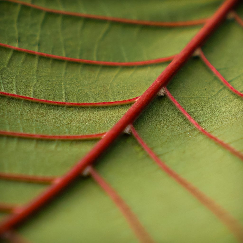 Red Vein Kratom
